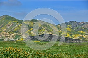 Super Bloom in Carrizo Plain California photo